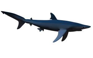 Shark PNG-18814